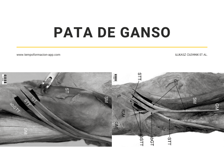 pata-de-ganso-nueva-propuesta-de-clasificacion